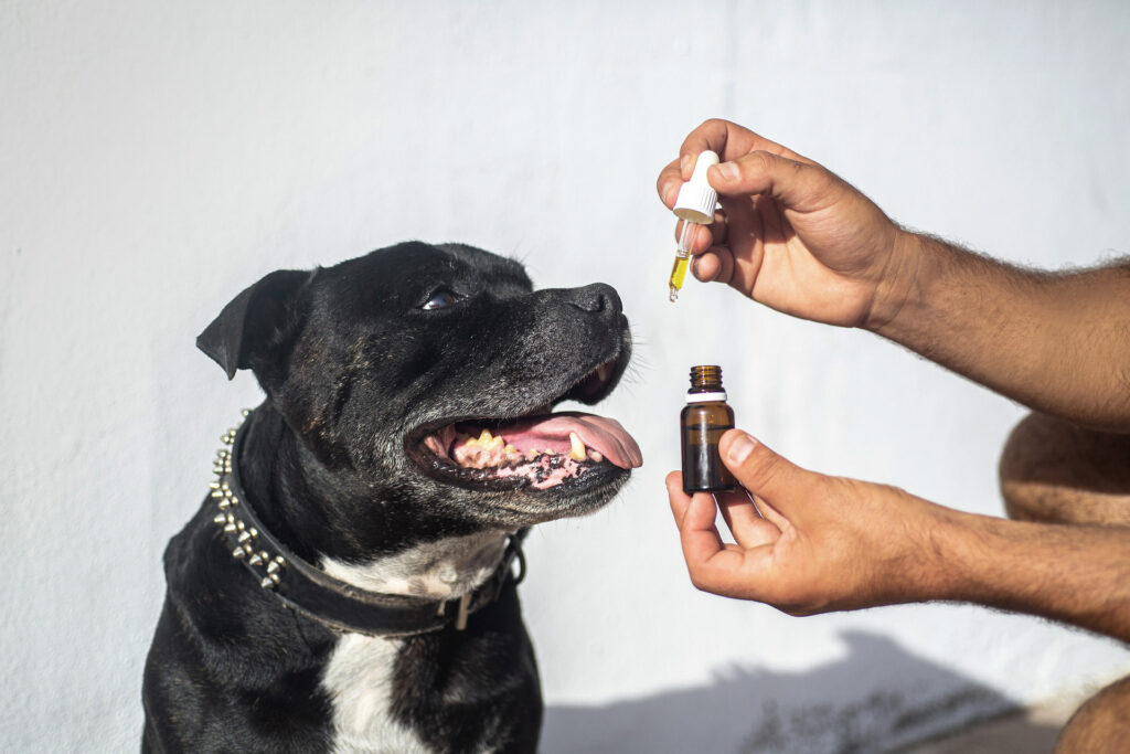 Treating Anxiety in Dogs with CBD Oil