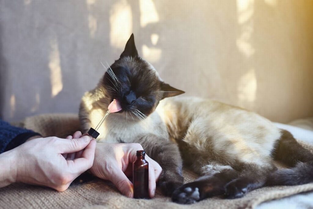 CBD Oil for Cats: What You Should Know